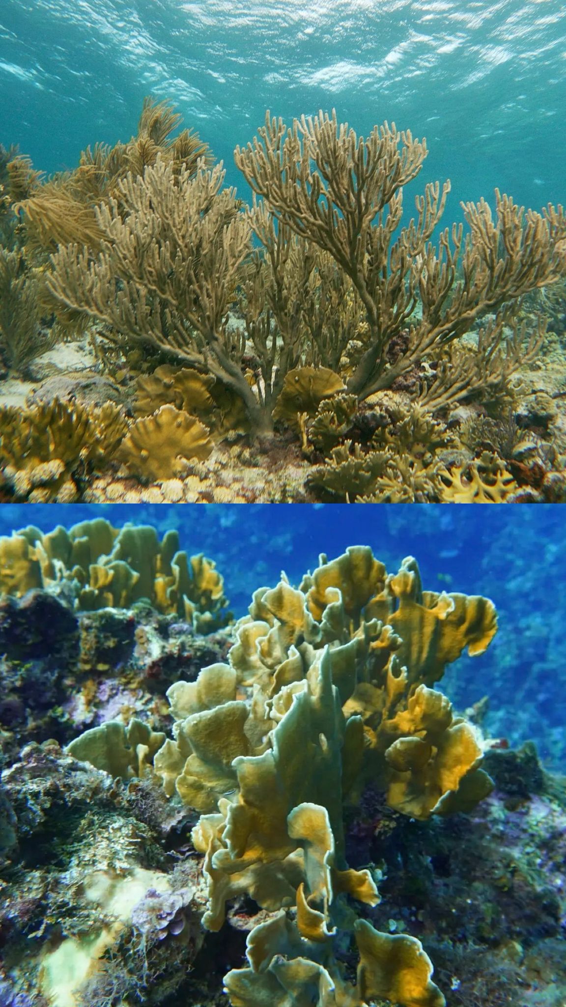 Aruba — underwater reef reference.
