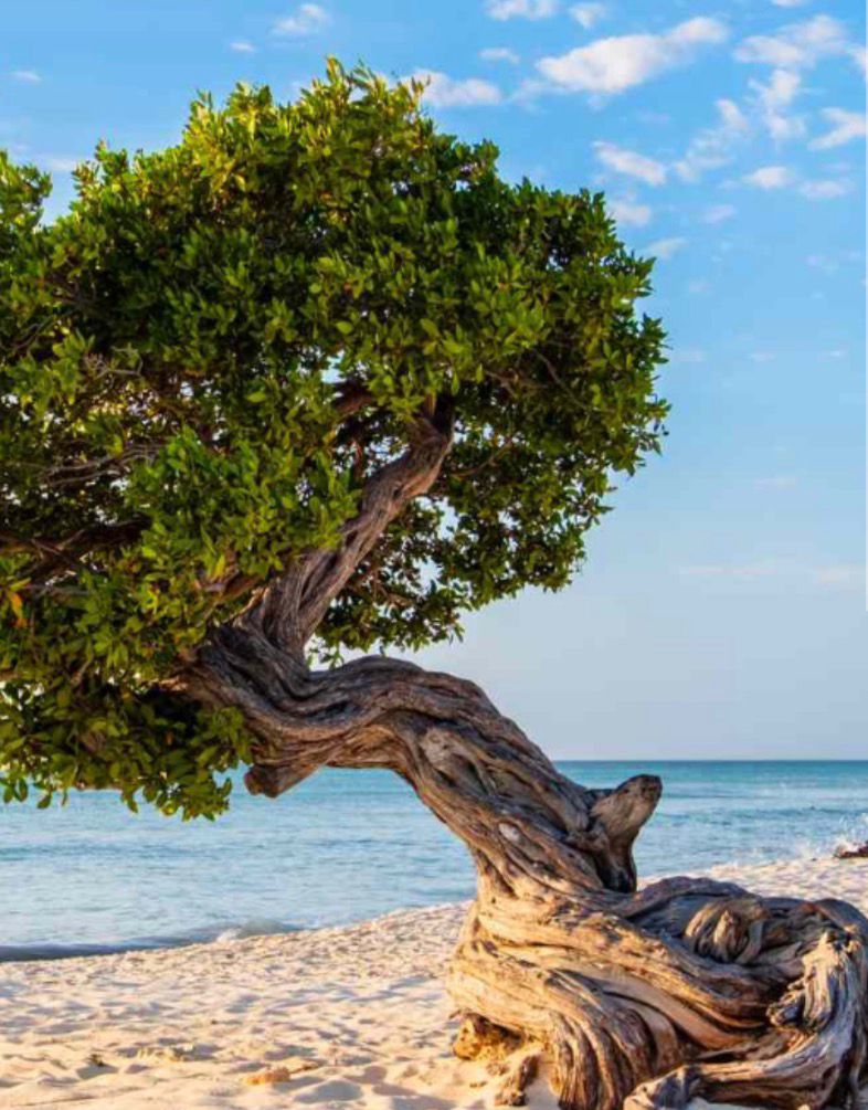 Coastal tree — movement reference.
